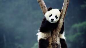 Que savez-vous sur les pandas ?