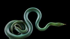 Que savez-vous sur les serpents ?