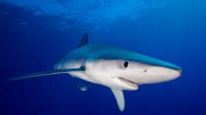 Que savez-vous sur les requins ?