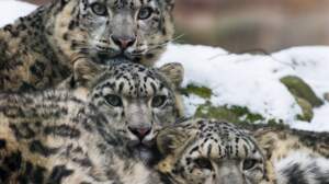 Testez vos connaissances sur le léopard des neiges