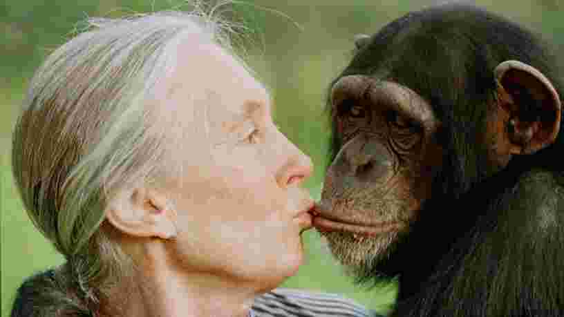 Elon Musk estime que la différence entre l'intelligence humaine et l'IA est comparable à celle entre chimpanzés et humains