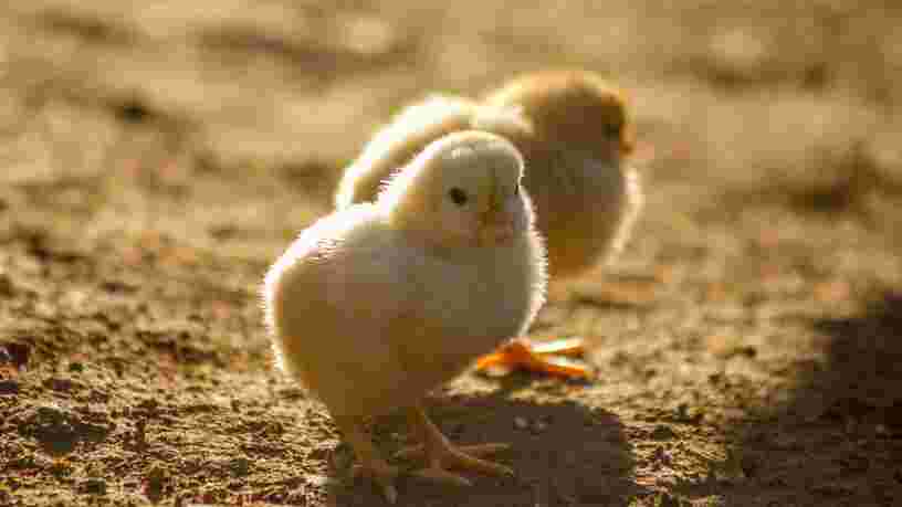 Le gouvernement annonce la fin du broyage des poussins mâles en réponse aux associations de défense des animaux
