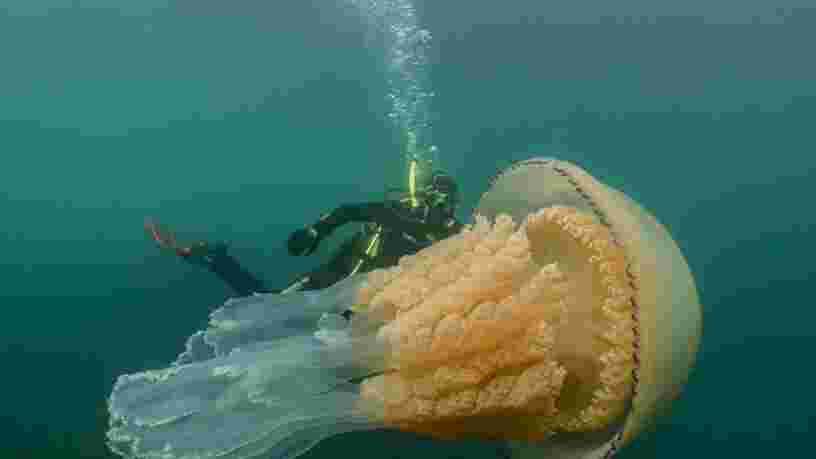 Des centaines de milliers d'espèces sont menacées d'extinction, mais les méduses prospèrent dans les eaux chaudes et polluées