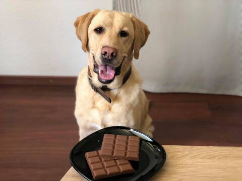 Pourquoi Donner Trop De Chocolat De Noel A Votre Chien Ou Chat Pourrait Lui Etre Fatal