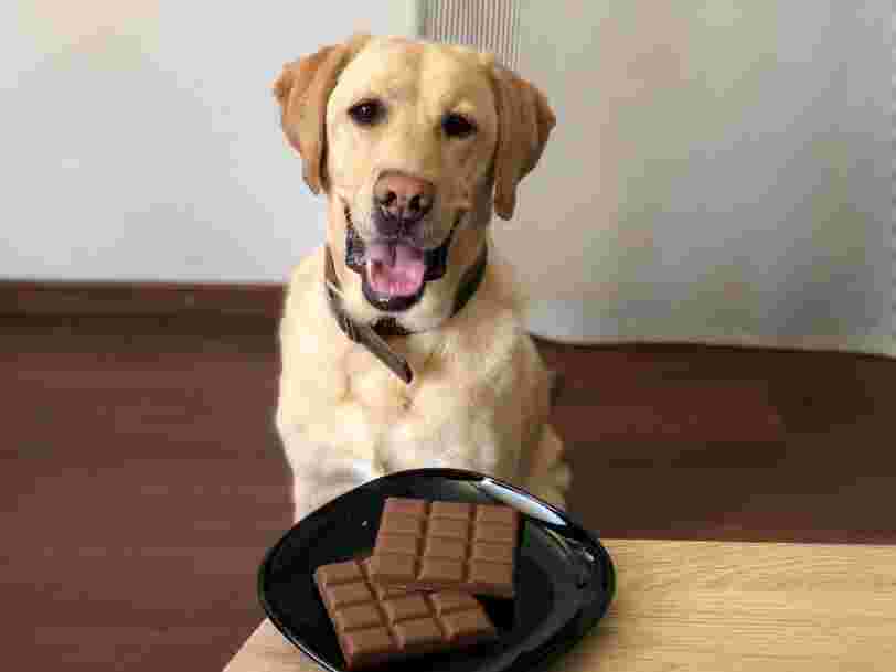 Pourquoi Donner Trop De Chocolat De Noel A Votre Chien Ou Chat Pourrait Lui Etre Fatal