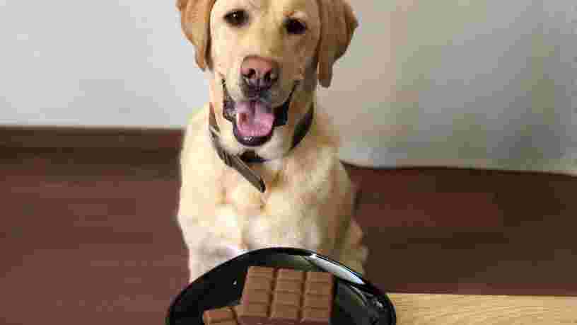 Pourquoi donner trop de chocolat de Noël à votre chien ou chat pourrait lui être fatal