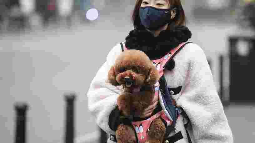 Des milliers d'animaux de compagnie sont piégés à Wuhan, leurs propriétaires étant bloqués à l'extérieur de la ville par le coronavirus