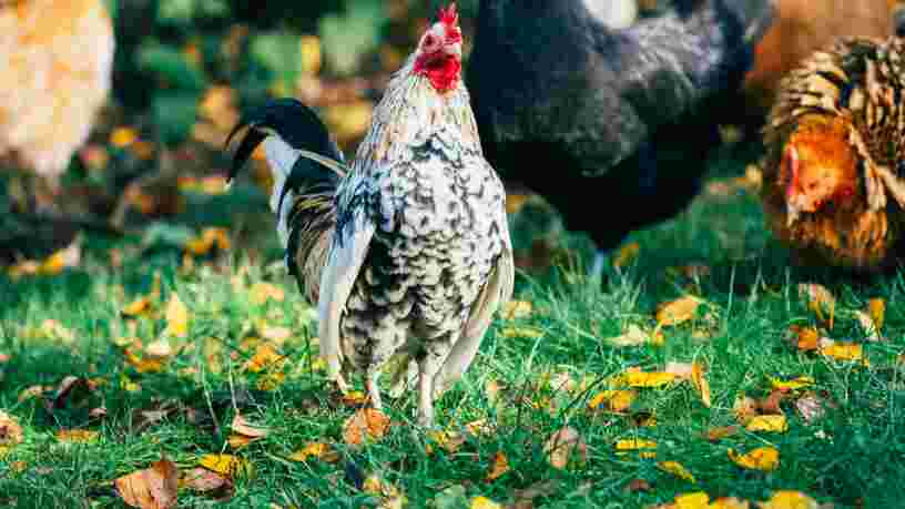 Système U et Carrefour rejoignent Casino dans une démarche d'étiquetage du bien-être animal