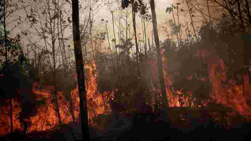 Amazonie : la France contribue à la déforestation en important du soja, assurent les ONG