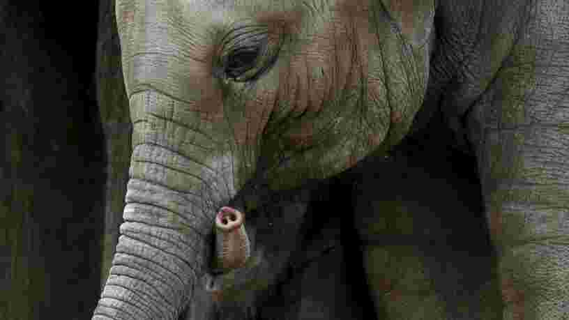 Les éléphants peuvent mesurer une quantité avec leur sens de l'odorat