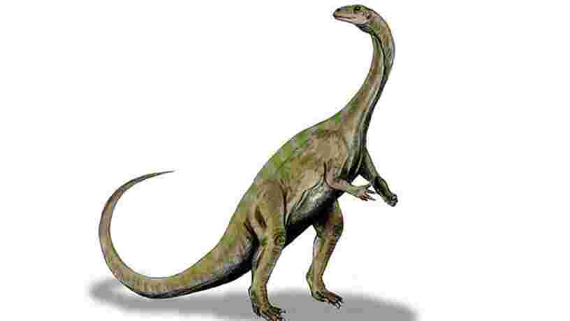Une nouvelle espèce de dinosaure découverte 40 ans après que l'on a trouvé des ossements d'un des spécimens