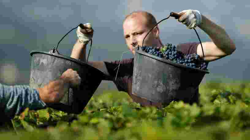 La production de Champagne chute en France — mais les producteurs ont une astuce pour éviter la pénurie