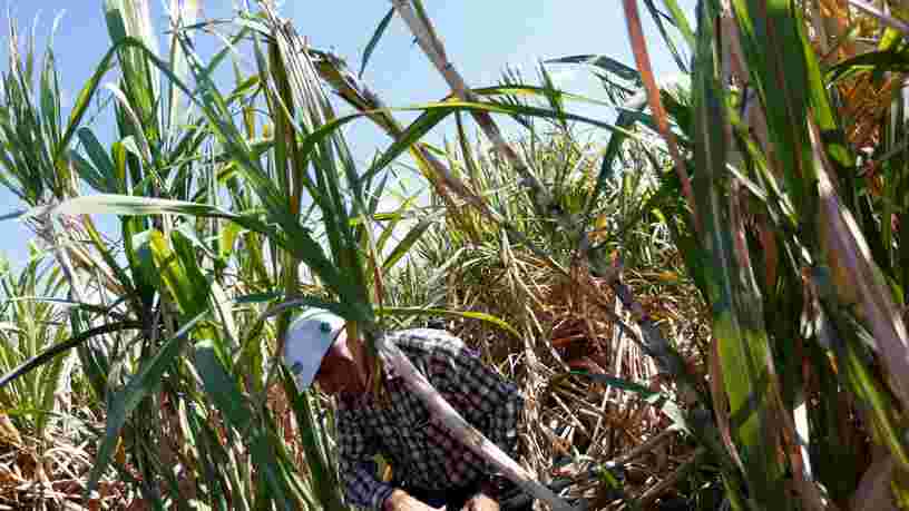 Les 10 pays qui cultivent de plus en plus d’OGM