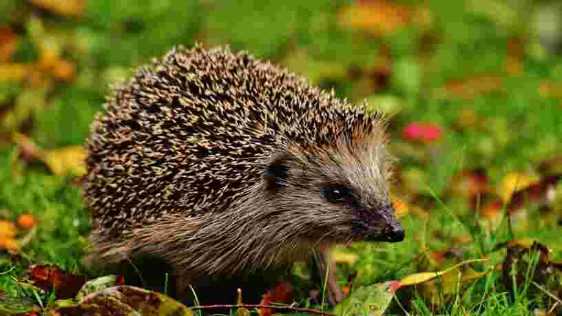 Vinci construit des tunnels sous ses autoroutes pour que les animaux puissent traverser