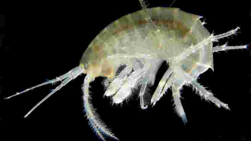 De la cocaïne retrouvée dans des crevettes anglaises