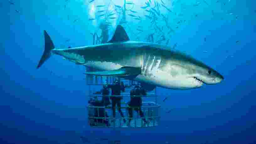 Le génome du requin est séquencé. Comment la lutte contre le cancer pourrait en profiter