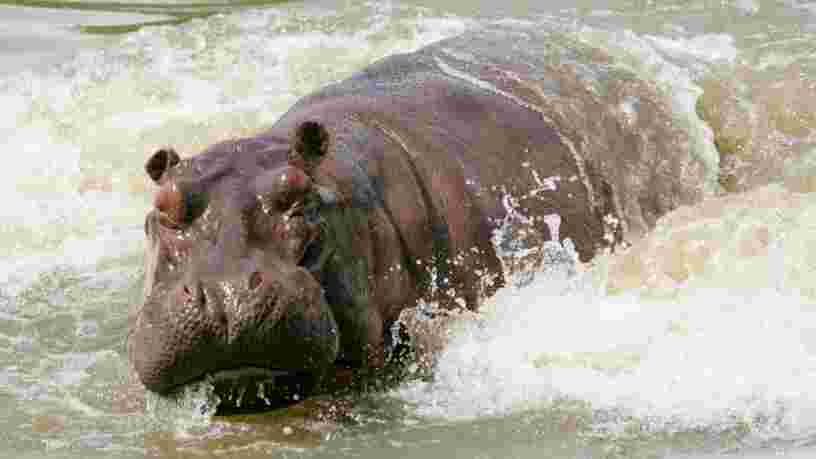 Les 'cocaïne hippos' de Pablo Escobar sont certes envahissants, mais ils sont aussi bénéfiques selon les scientifiques