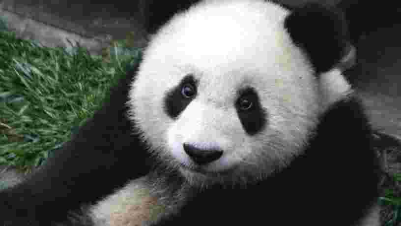 La reconnaissance faciale au secours des pandas géants