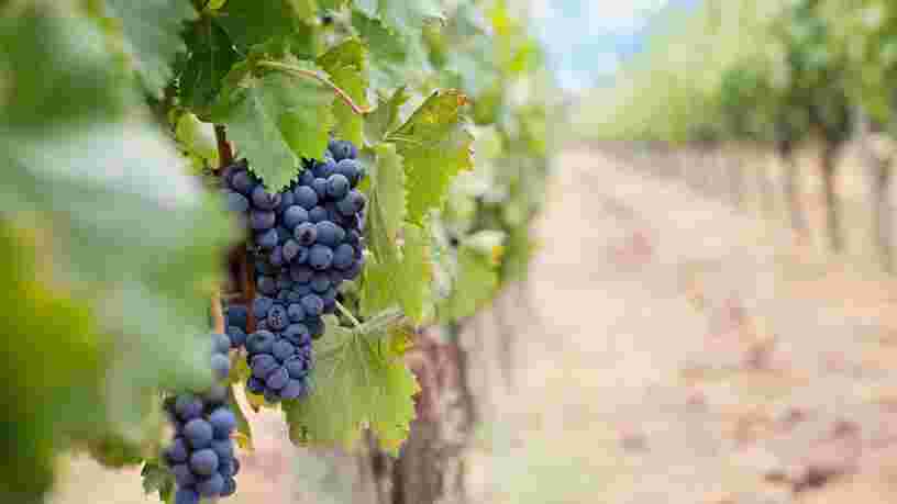 Le plus grand propriétaire de vignobles bordelais aurait détourné 32 M€ de fonds publics chinois pour acquérir des domaines