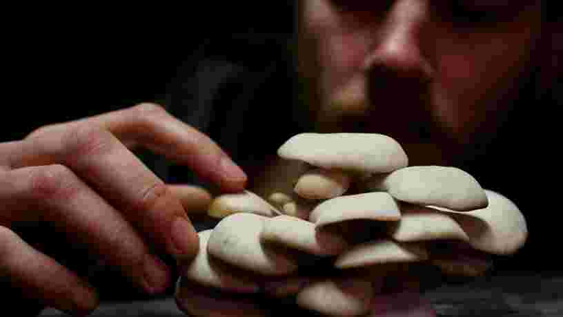 Les champignons pourraient sauver l'humanité de l'extinction en cas de catastrophe comme un impact d'astéroïde