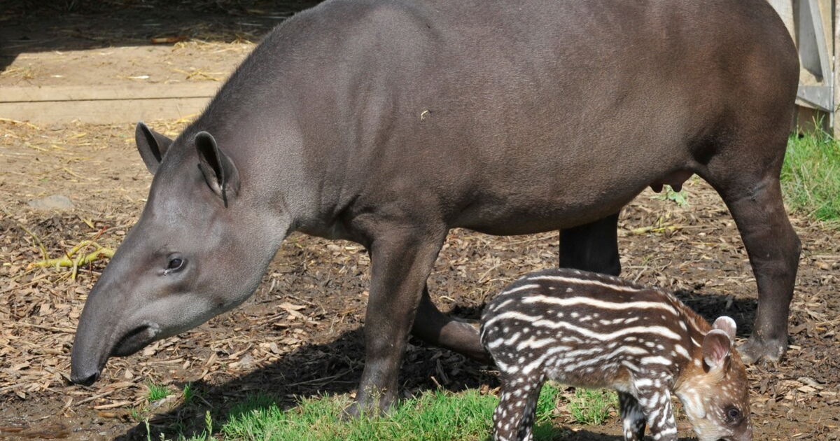 12 Animaux Qui Changent Completement D Apparence A L Age Adulte