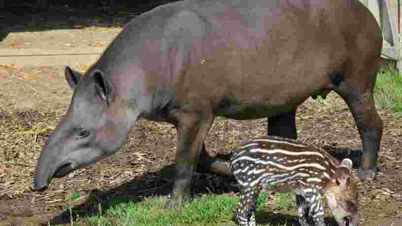 12 animaux qui changent complètement d’apparence à l’âge adulte