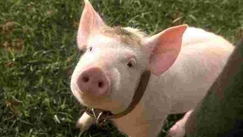 Des chercheurs ont réactivé les cellules de cerveaux de cochons décédés, et ça pourrait brouiller notre définition de la mort