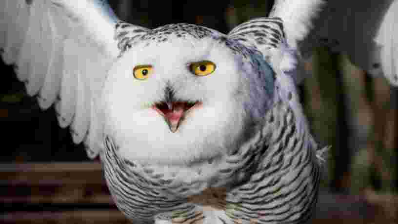 Le nouveau drone de surveillance de la Russie ressemble à un hibou, et c'est pour une bonne raison