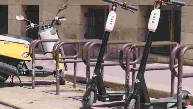 Le PDG de Bird promet 1 000 emplois pour convaincre Anne Hidalgo de garder ses trottinettes à Paris