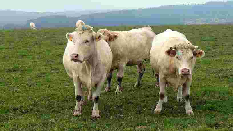 L'exportation de milliers de vaches de Normandie vers l'Iran est bloqué par le rétablissement des sanctions américaines