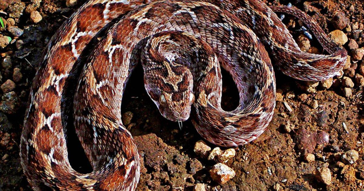 6 Medicaments Fabriques A Partir De Venin De Serpent Et D Autres Toxines Animales