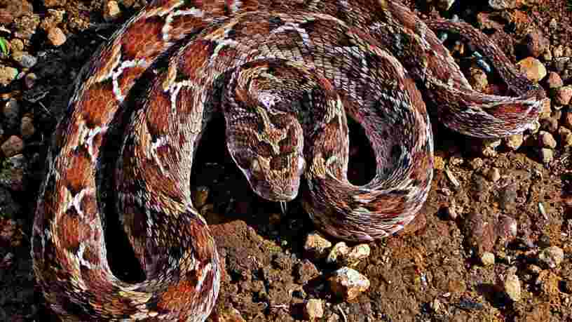 6 médicaments fabriqués à partir de venin de serpent et d'autres toxines animales