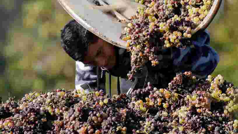 La production mondiale de vin atteint un des plus hauts niveaux depuis l'an 2000 — voici les 11 plus importants pays producteurs