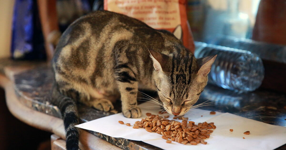 5 Choses Qu Il Faut Regarder Sur L Etiquette Des Aliments De Votre Chien Ou Chat