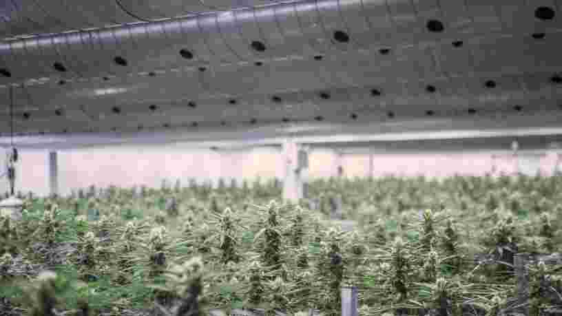 Le géant de la bière qui possède Corona a payé 191 M$ pour une part du premier producteur de cannabis légal au monde