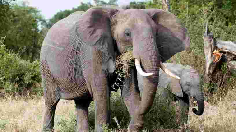 En 44 ans, la Terre a perdu 60% de ses animaux sauvages