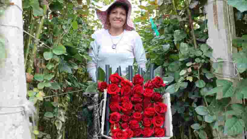 Saint-Valentin : découvrez comment les roses de Colombie inondent l'Europe et les Etats-Unis