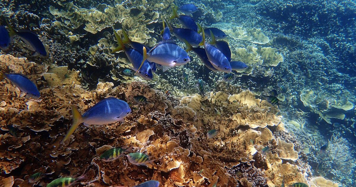 La Moitie De La Grande Barriere De Corail A Disparu Depuis 16 Voici Pourquoi C Est Un Probleme Pour Notre Propre Survie