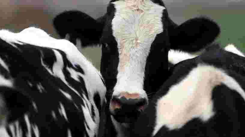Une ONG alerte sur la présence de dérivés d'animaux dans les yaourts, fromages et desserts