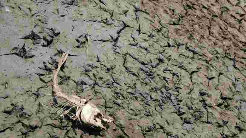 16 signes qui montrent que les animaux et les plantes vivent une 6e extinction de masse