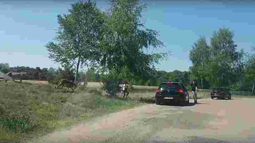 Voici la vidéo qui montre le moment terrifiant où des touristes français ont été pris en chasse par des guépards dans un parc zoologique aux Pays-Bas