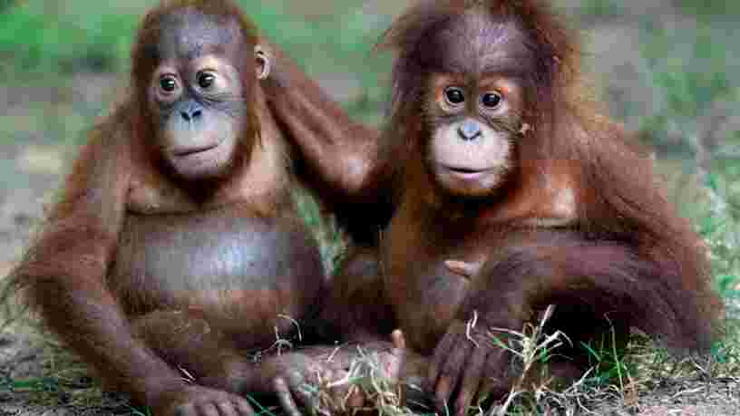23 animaux qui risquent de disparaître à jamais