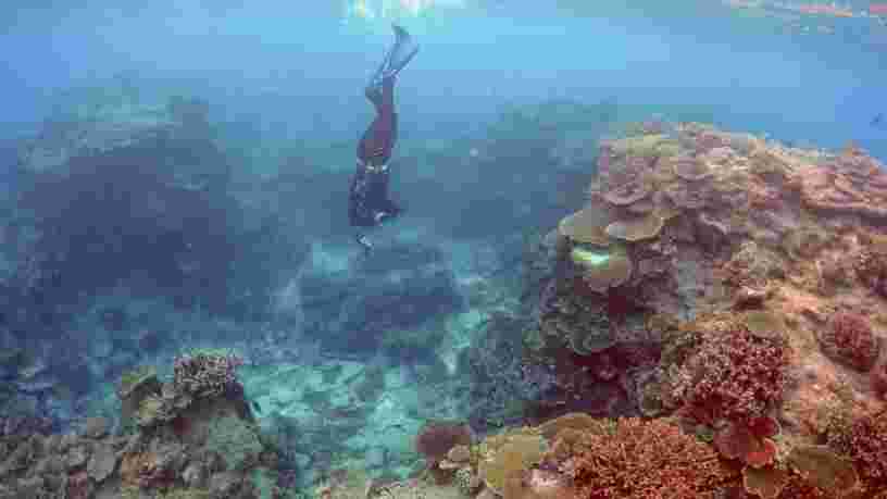 Une étude estime que la valeur économique de la Grande barrière de corail en Australie est équivalente au PIB de la Bolivie