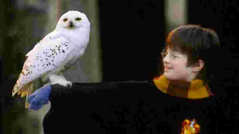 La science prouve que lire Harry Potter fait de vous une meilleure personne — voici pourquoi