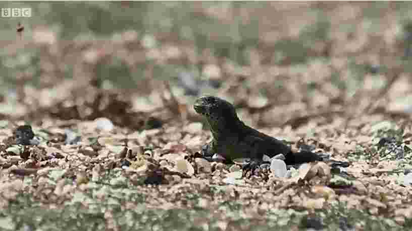 Cette vidéo haletante d'un lézard qui se bat contre une horde de serpents est devenue virale