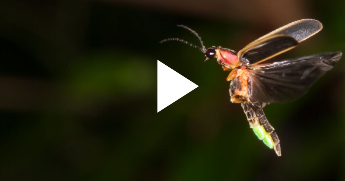 VIDEO Voici pourquoi les lucioles brillent dans la nuit