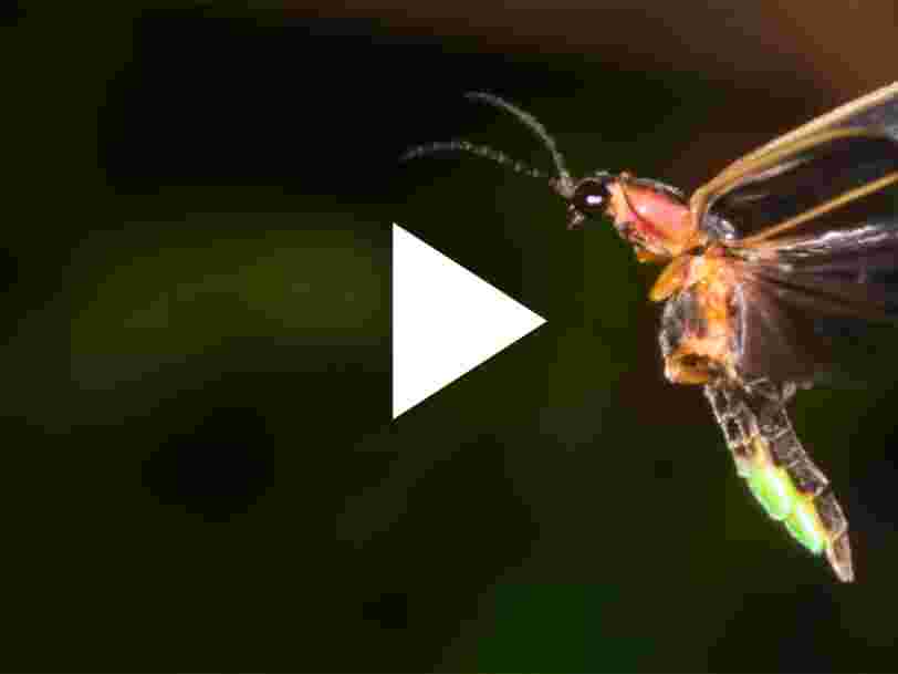 VIDEO: Voici pourquoi les lucioles brillent dans la nuit