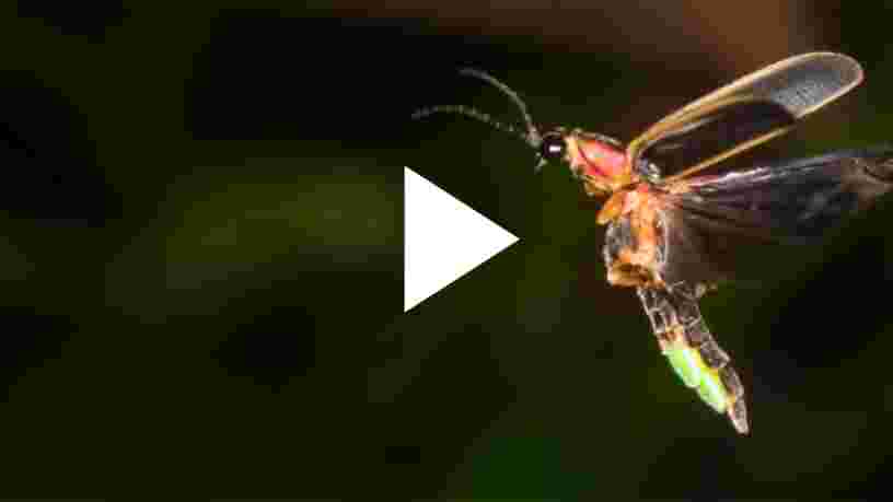 VIDEO: Voici pourquoi les lucioles brillent dans la nuit