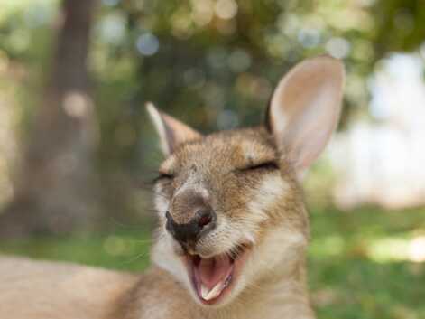 Le wallaby est l’animal le plus mignon de la terre, la preuve