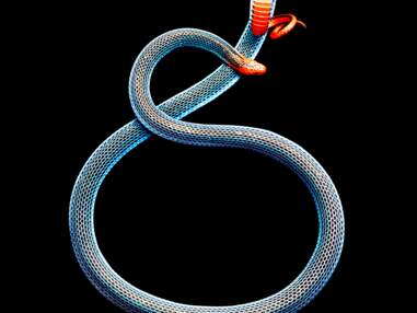 Vu sur le web - Serpents, du photographe Mark Laita